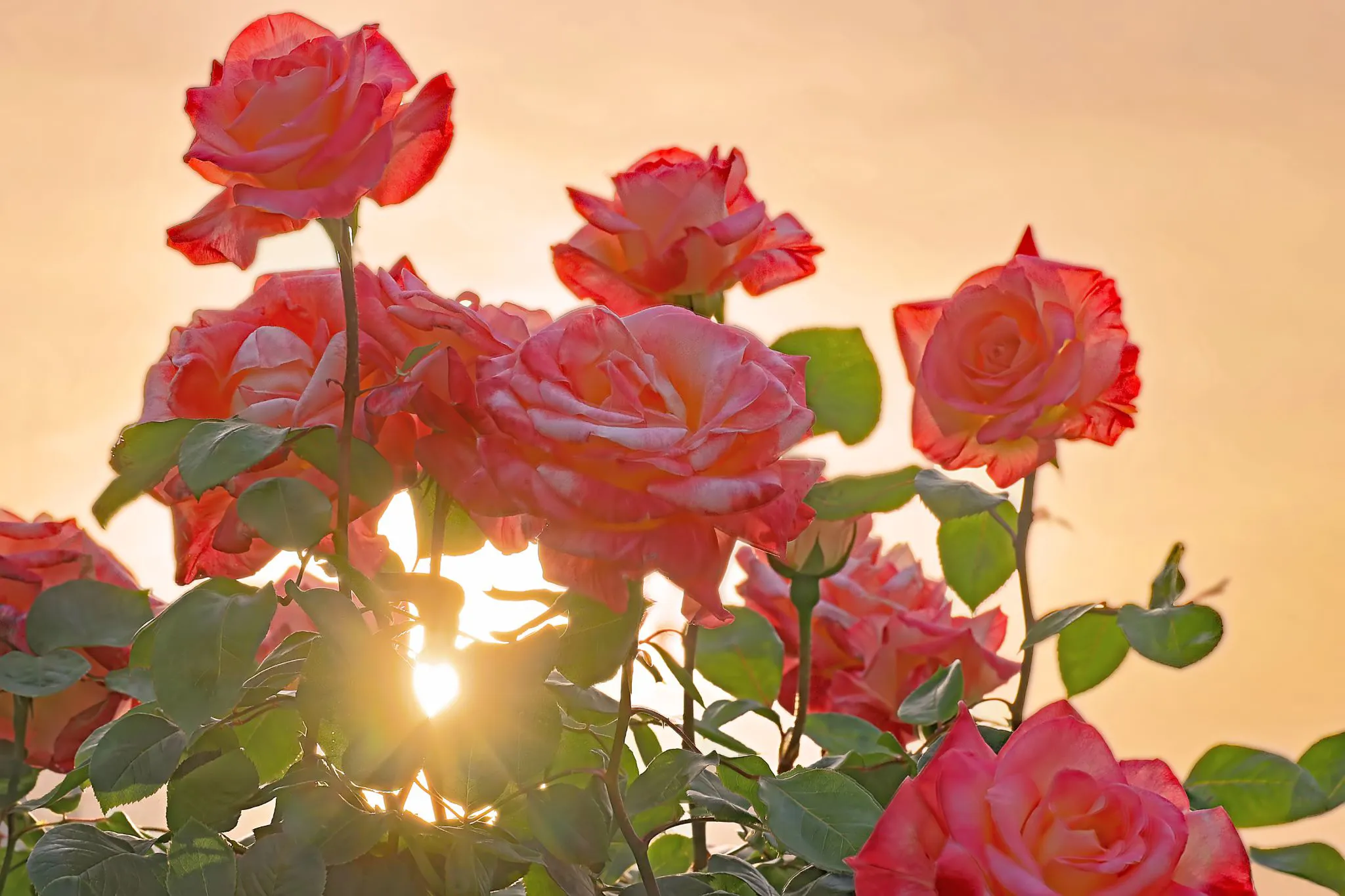 夕陽と薔薇 No.0000