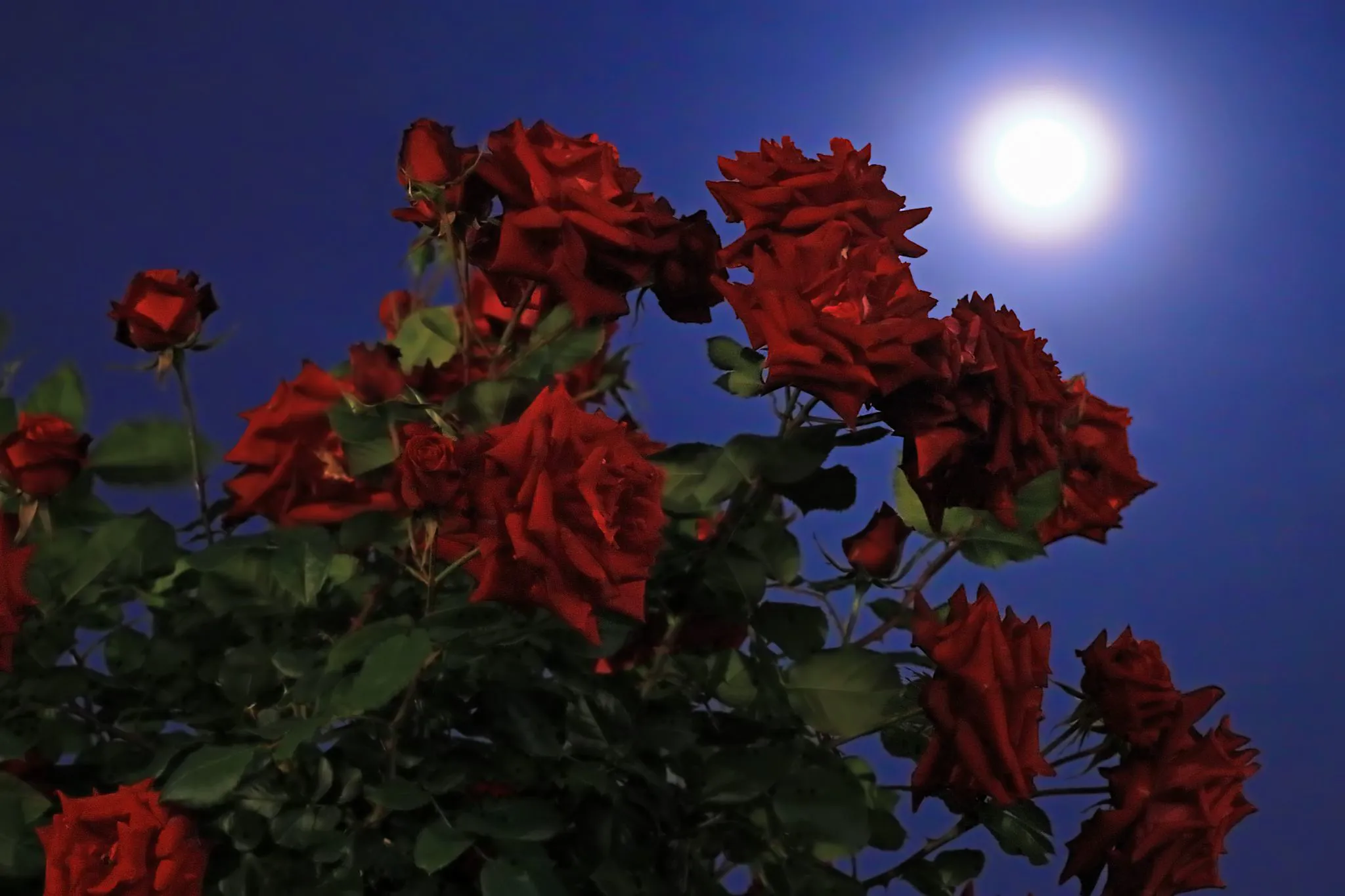 月夜に咲く薔薇 No.0000
