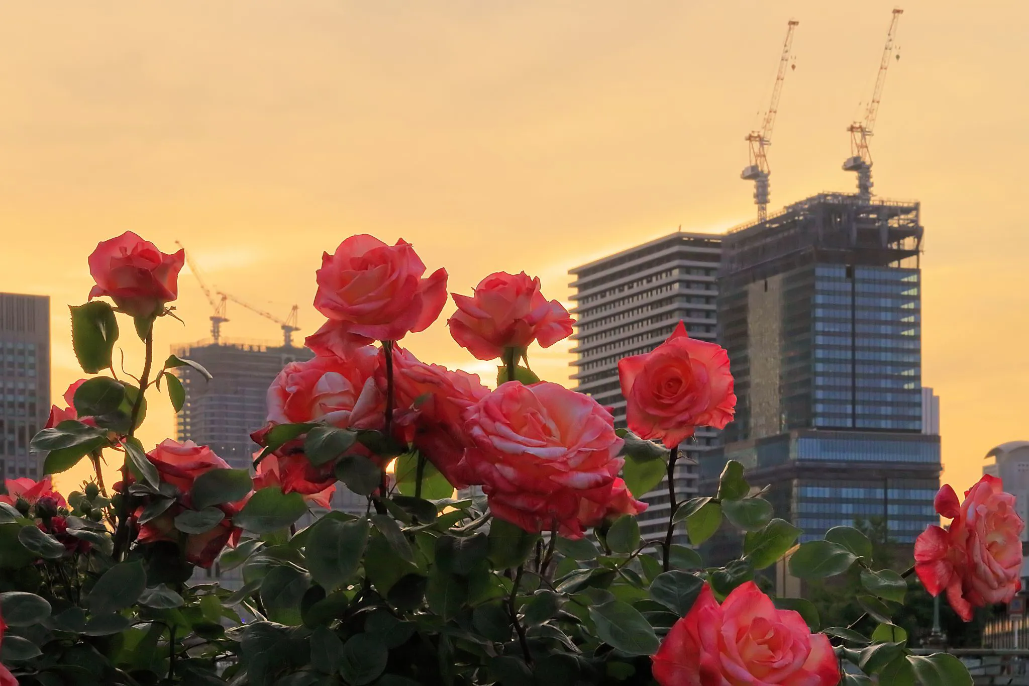 夕照のバラ園 No.0000