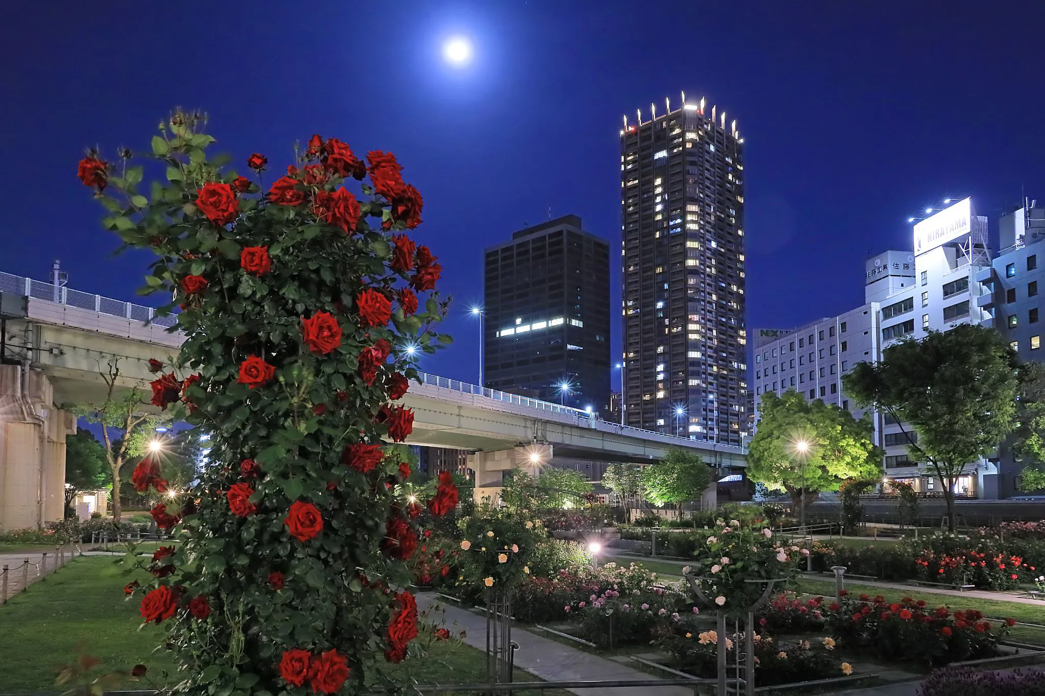 月夜の薔薇園 No.0000
