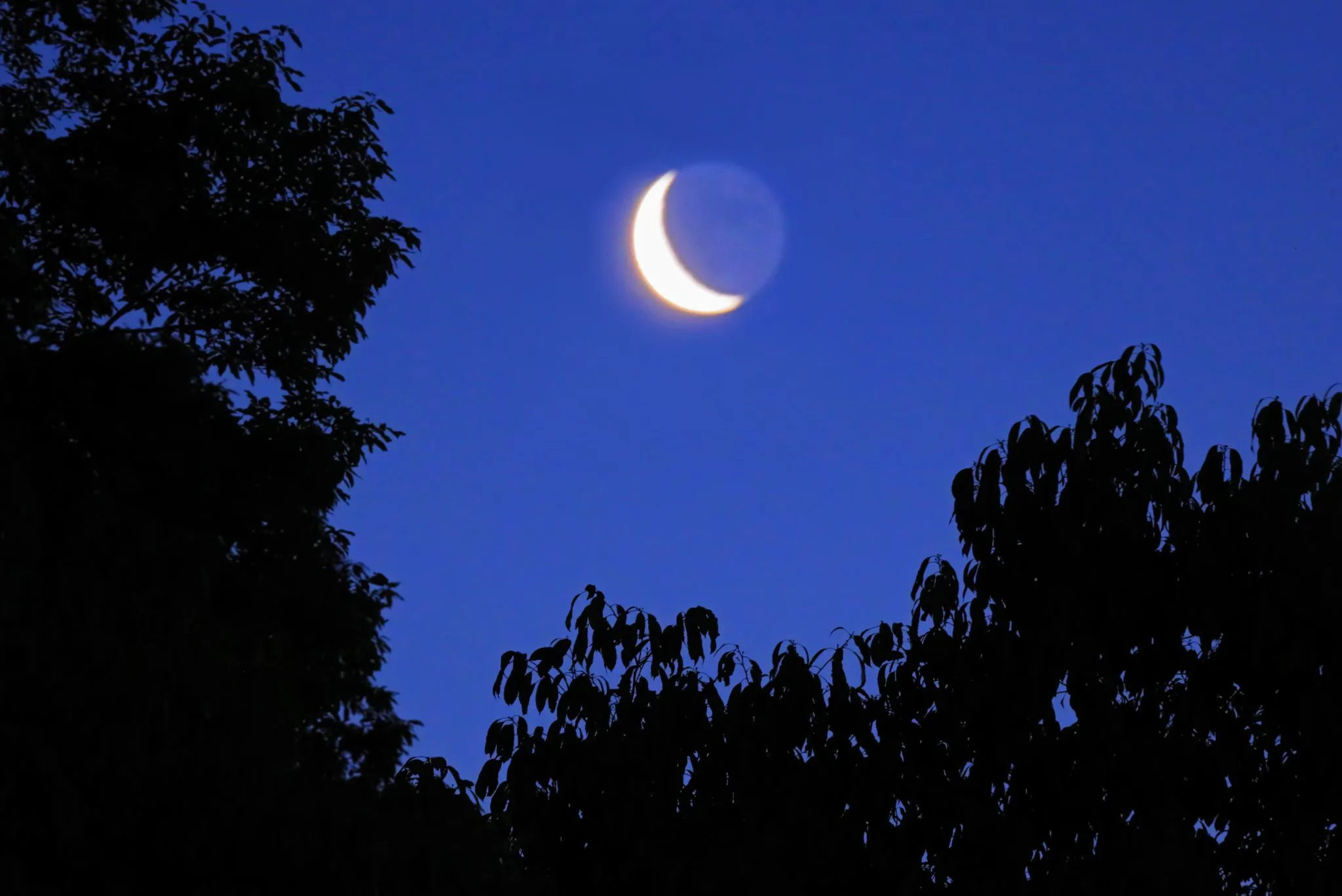 夜明けの林で No.0000