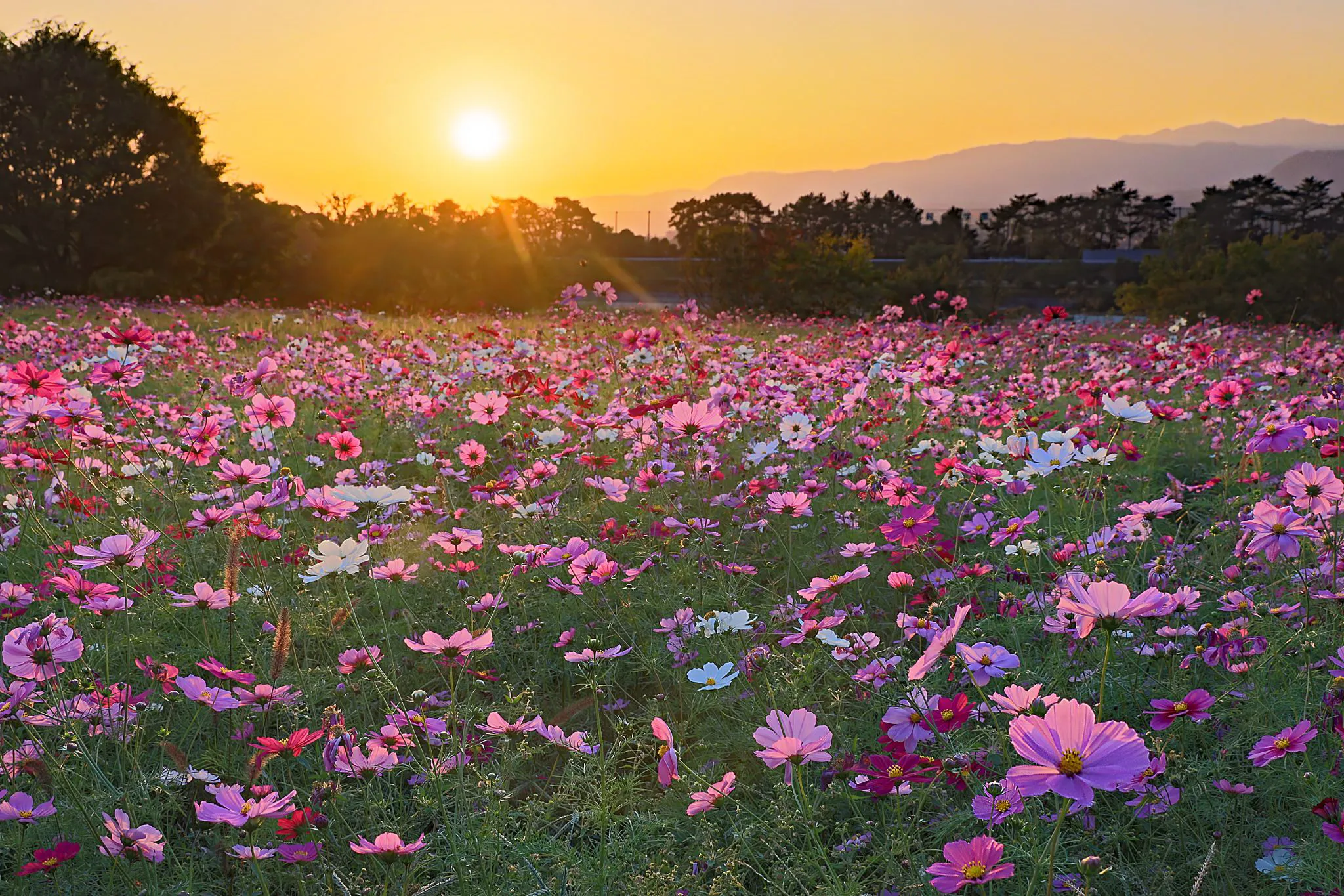 コスモス園の夕陽 No.0000