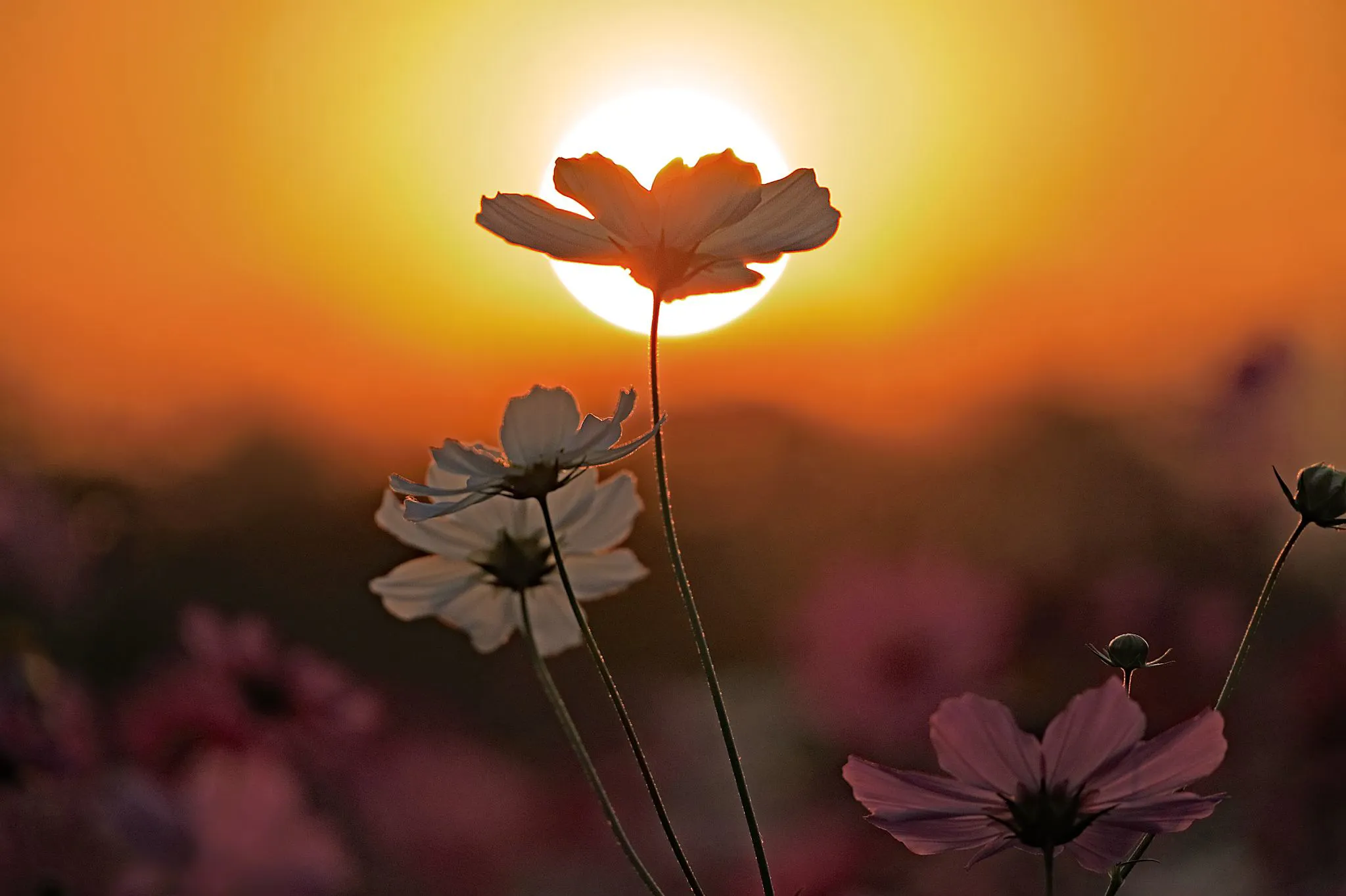 Sunset Cosmos No.0000