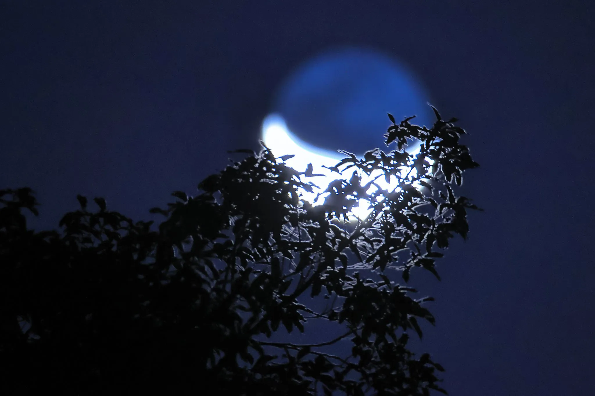 Leaf Moon No.0000