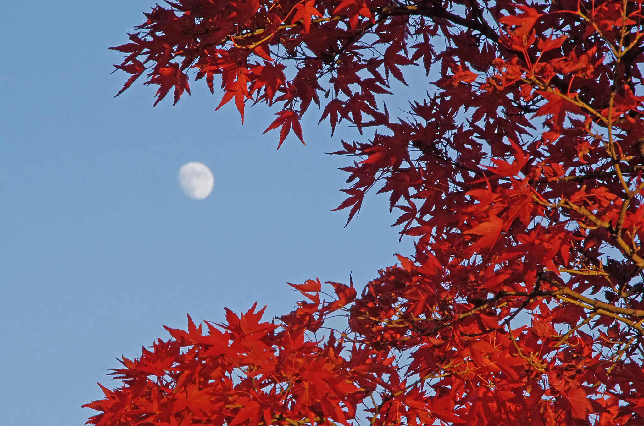 紅葉と月 No.0000