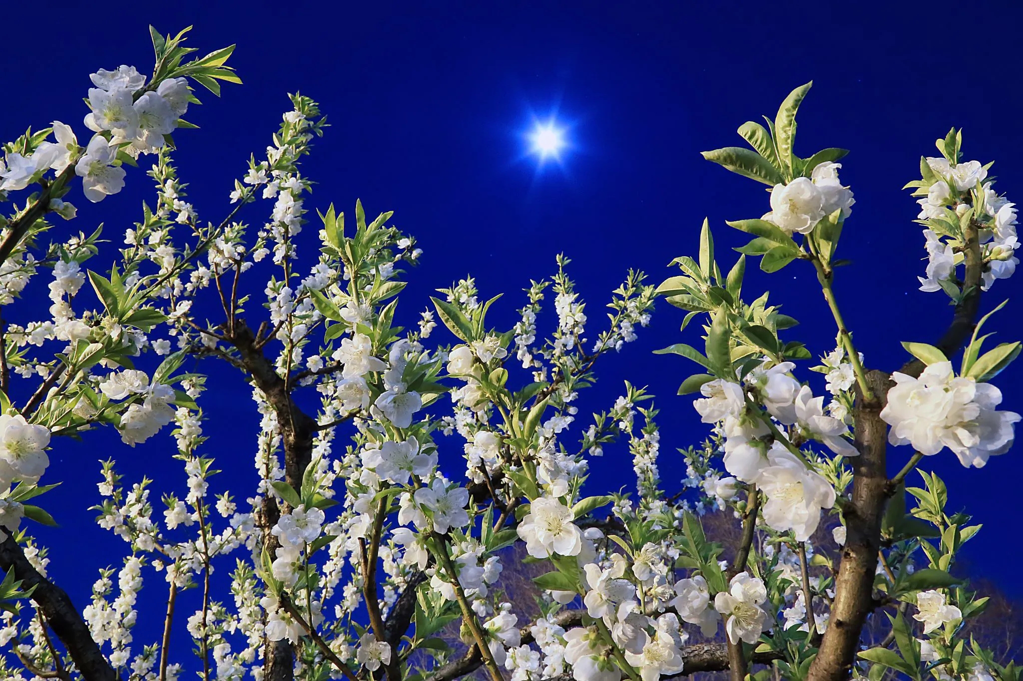 月夜の花桃 No.0000