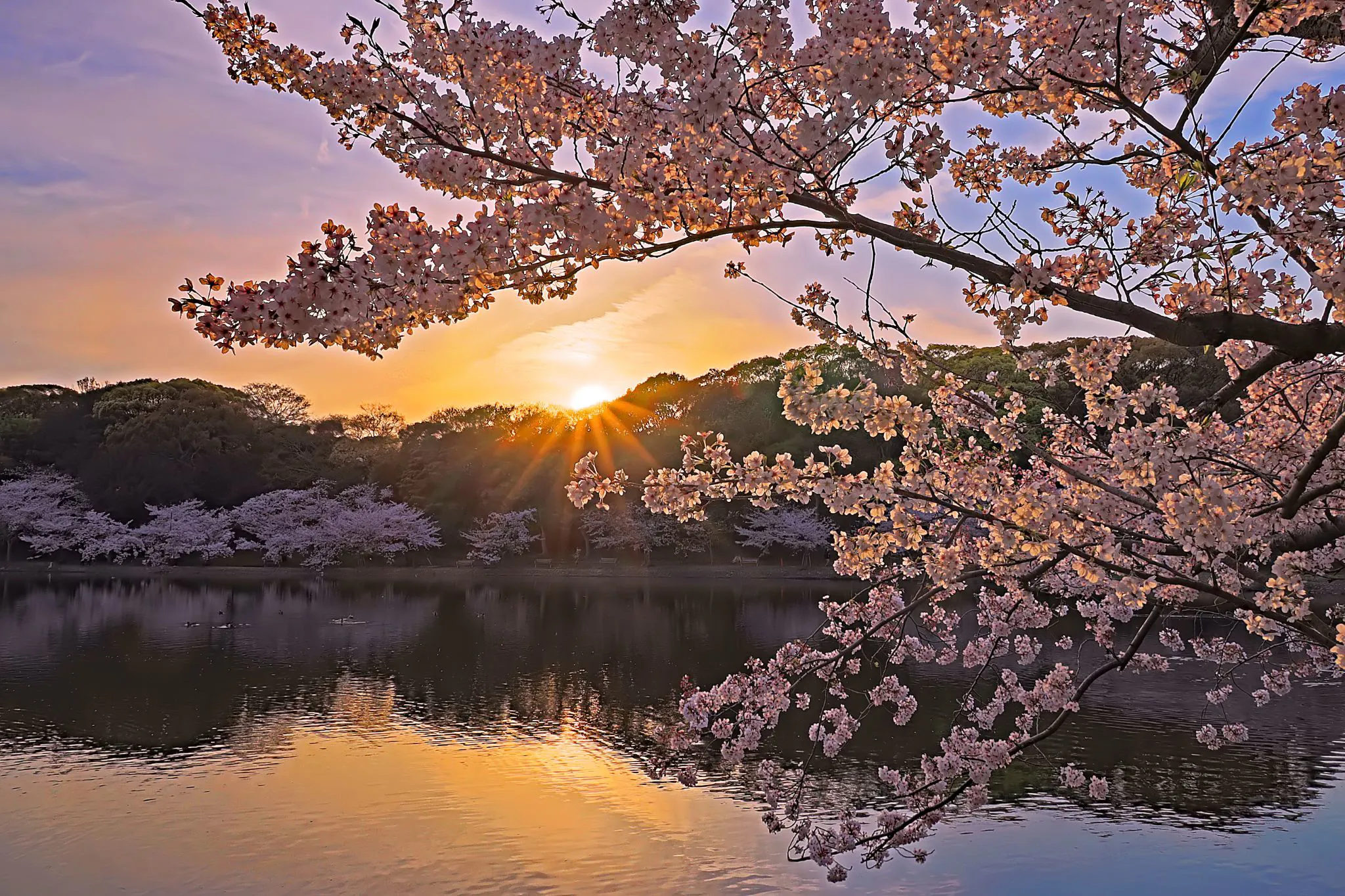 桜越しの夕陽 No.0000
