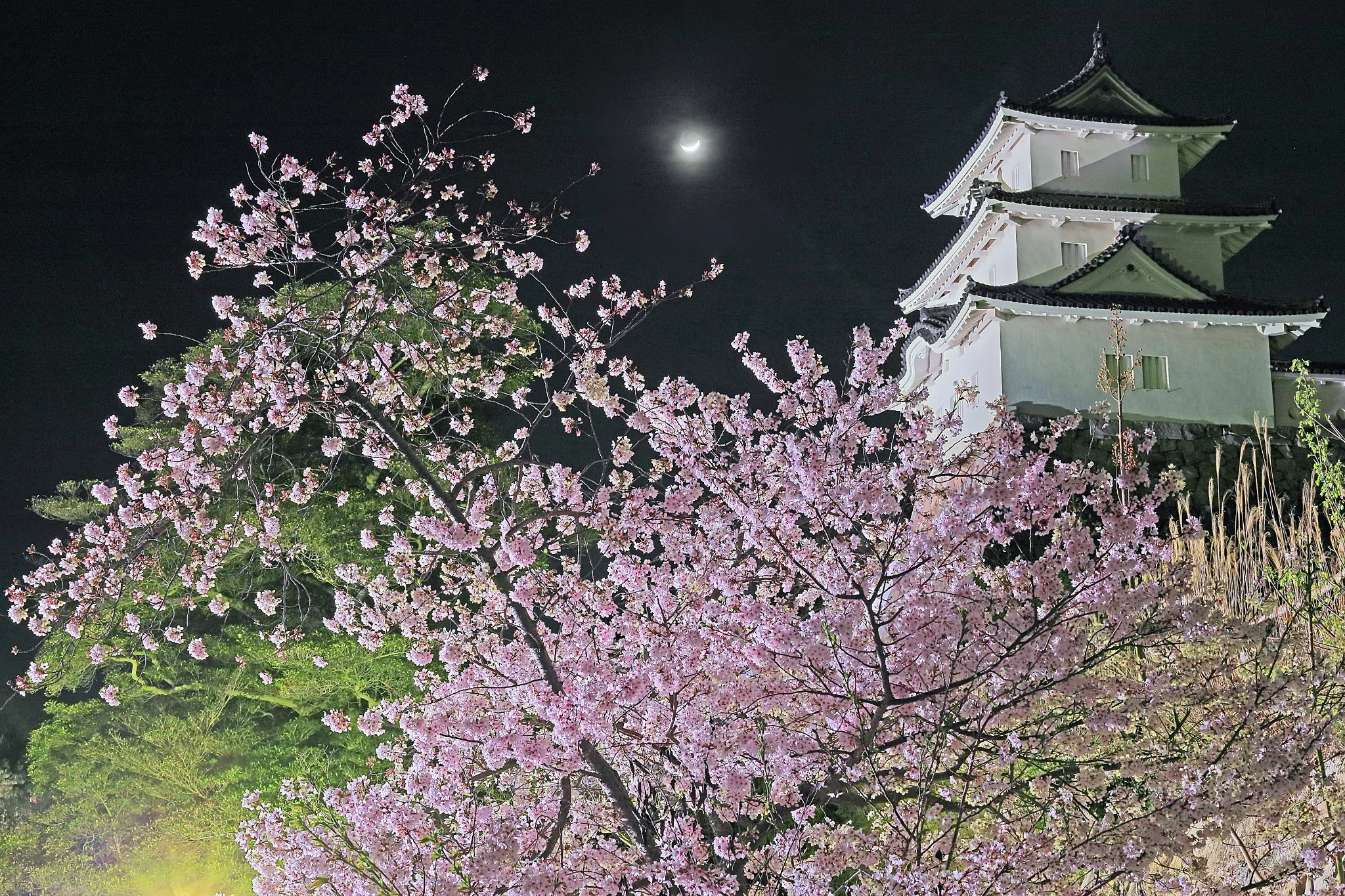 夜桜との共演 No.0000