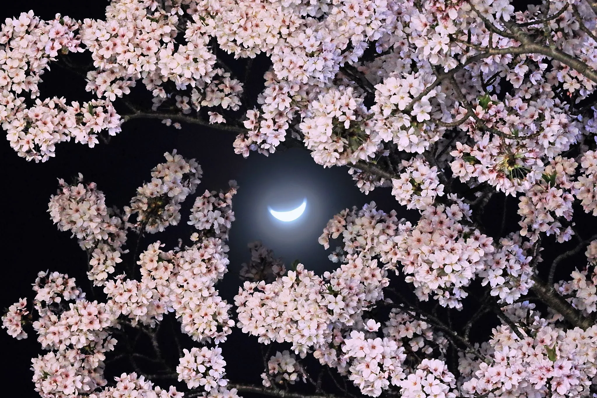 夜桜の彼方の月 No.0000