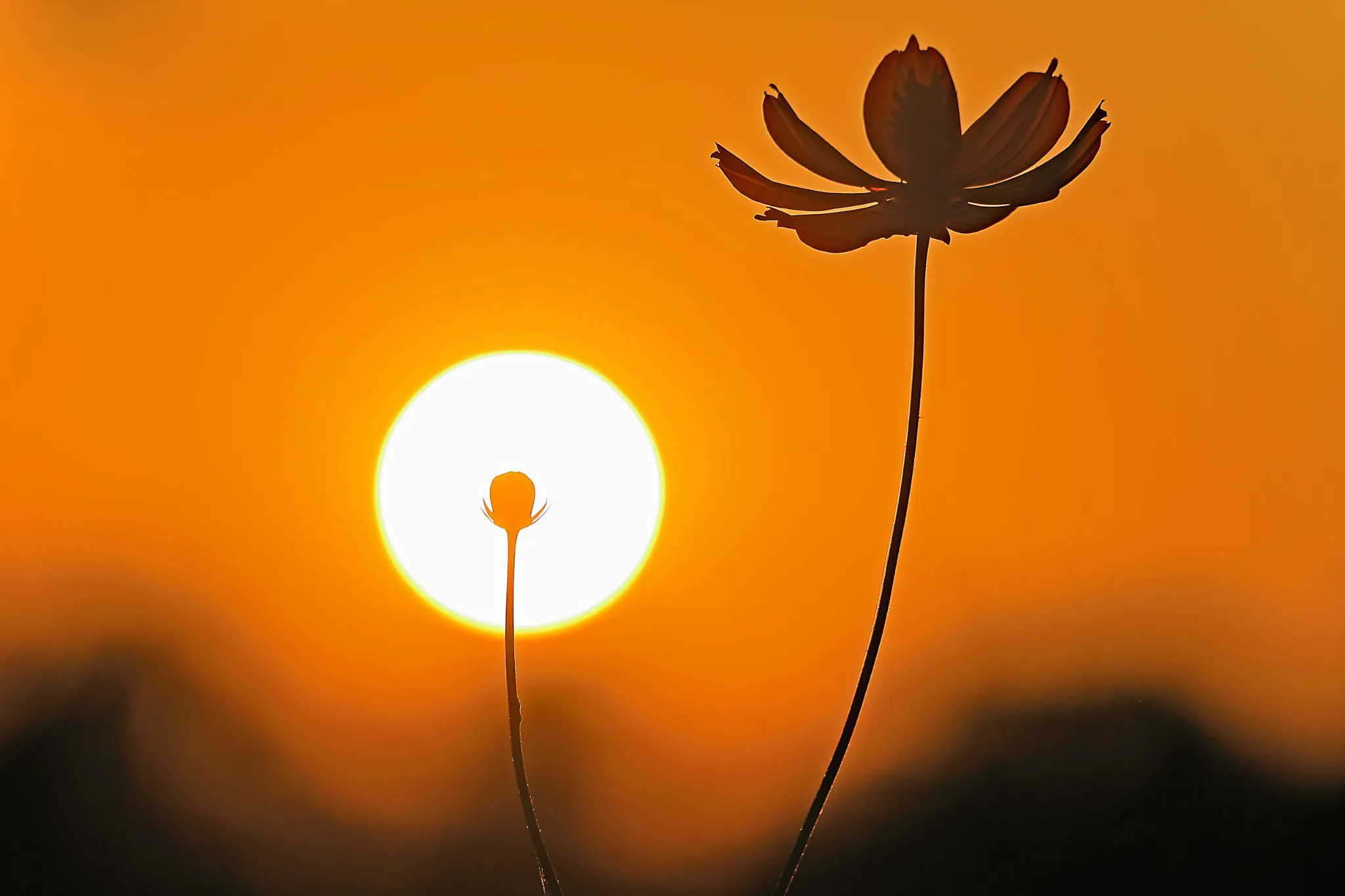 落陽の蕾 No.0000