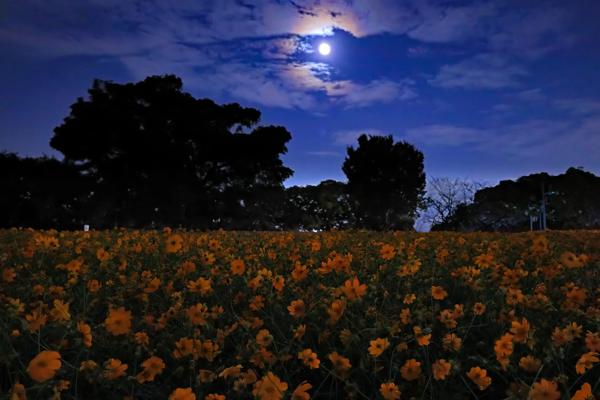 月夜の秋桜 No.0000