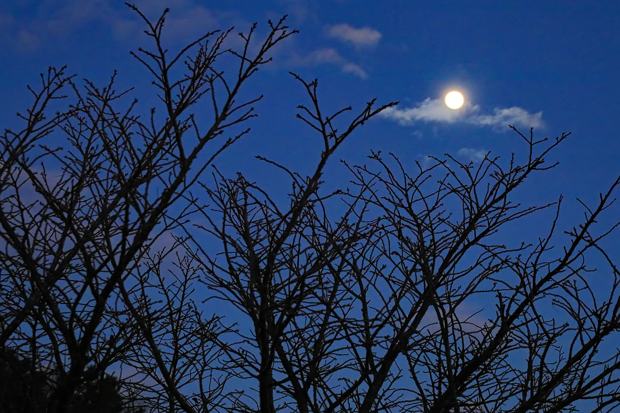 14th moon No.0001