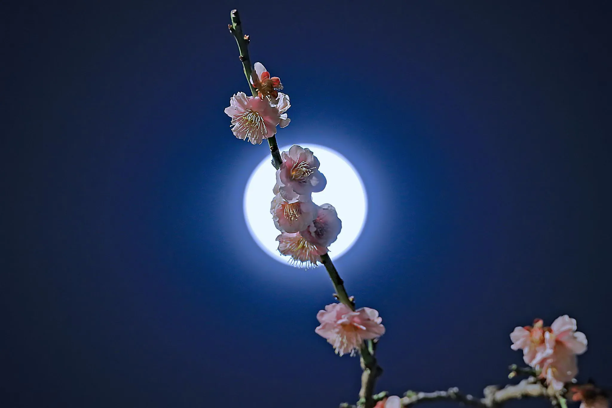 満月に咲く No.0000