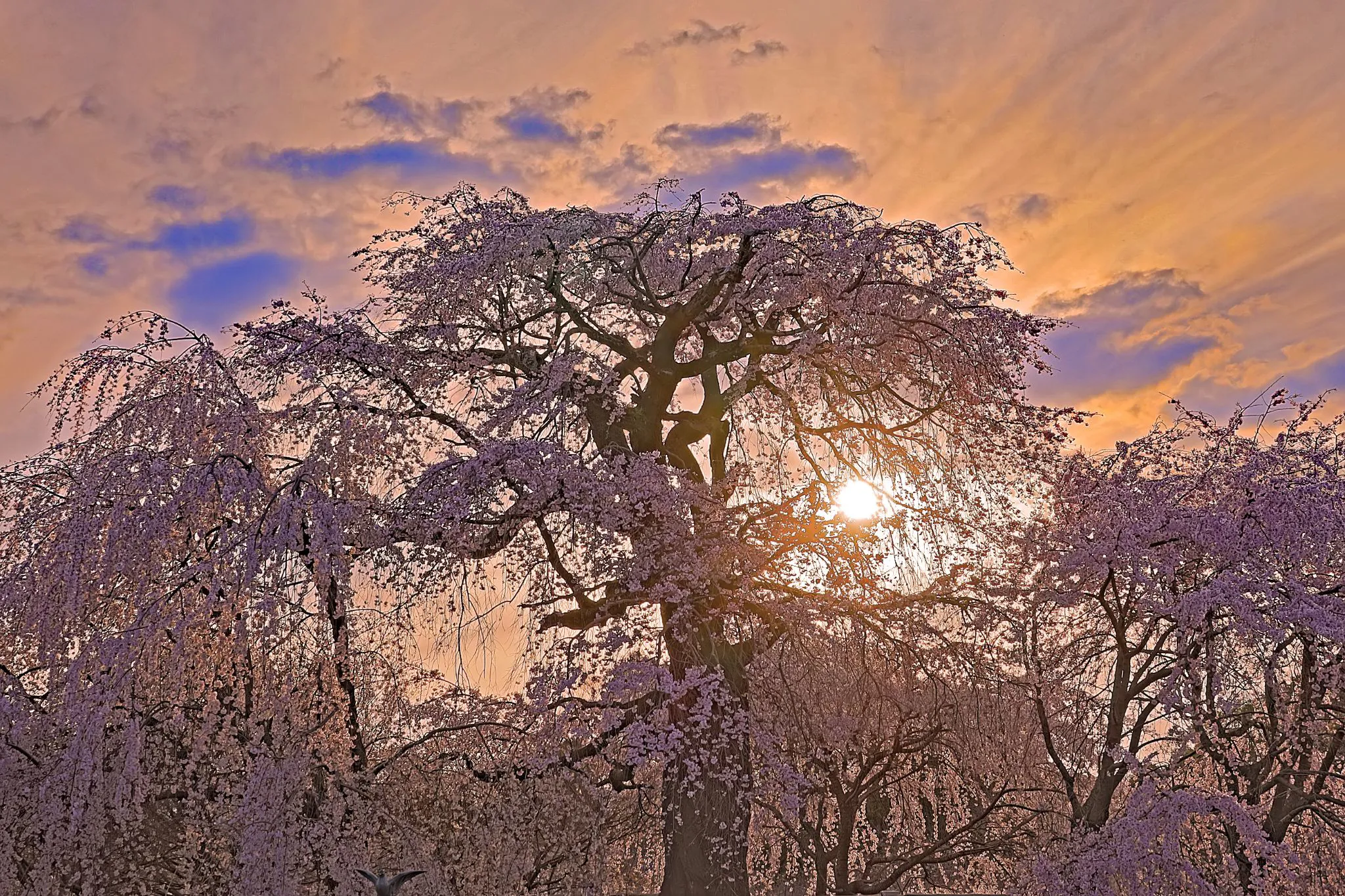 枝垂桜に沈む夕陽 No.0000