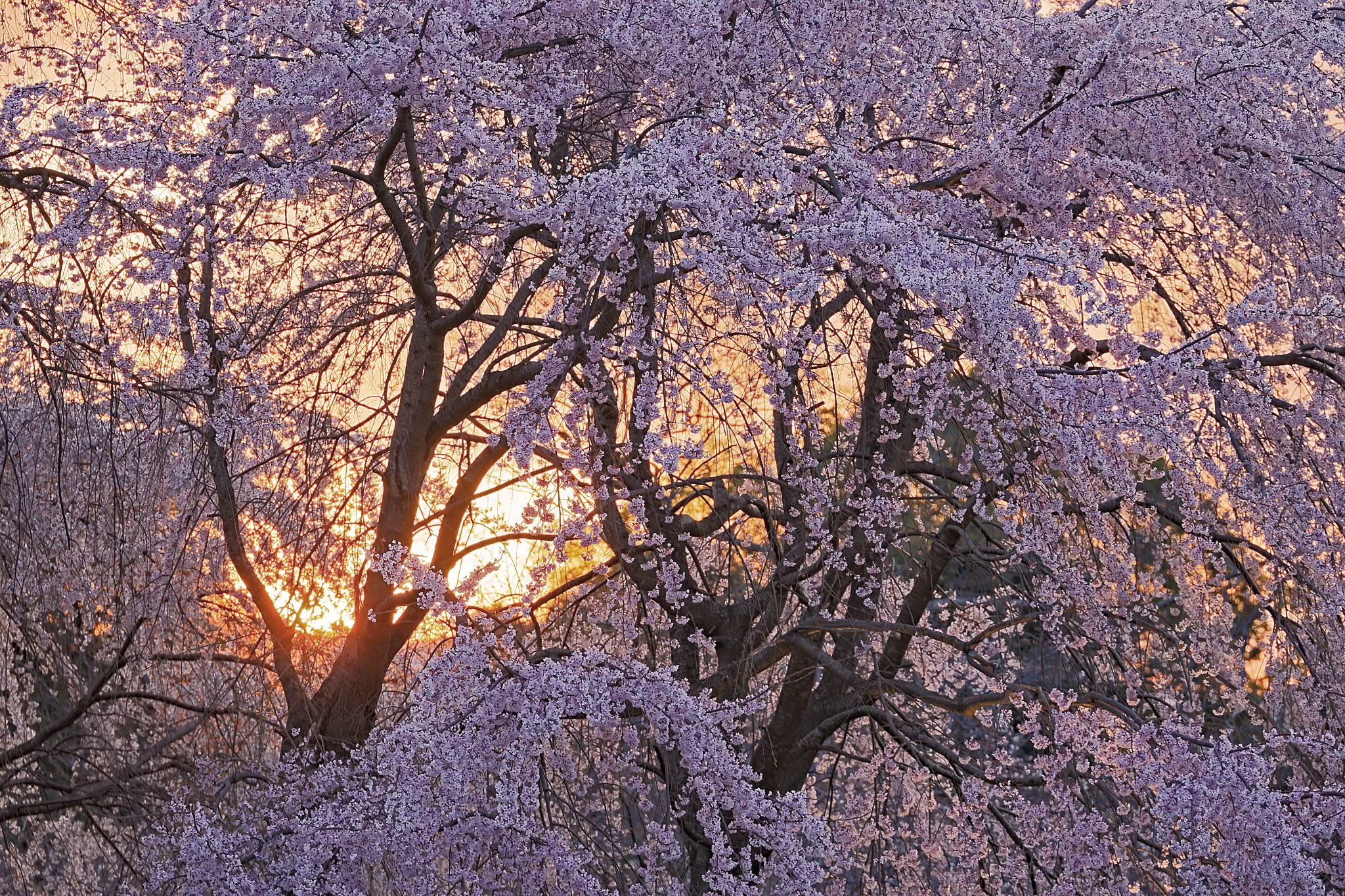 枝垂桜に沈む夕陽 No.0001