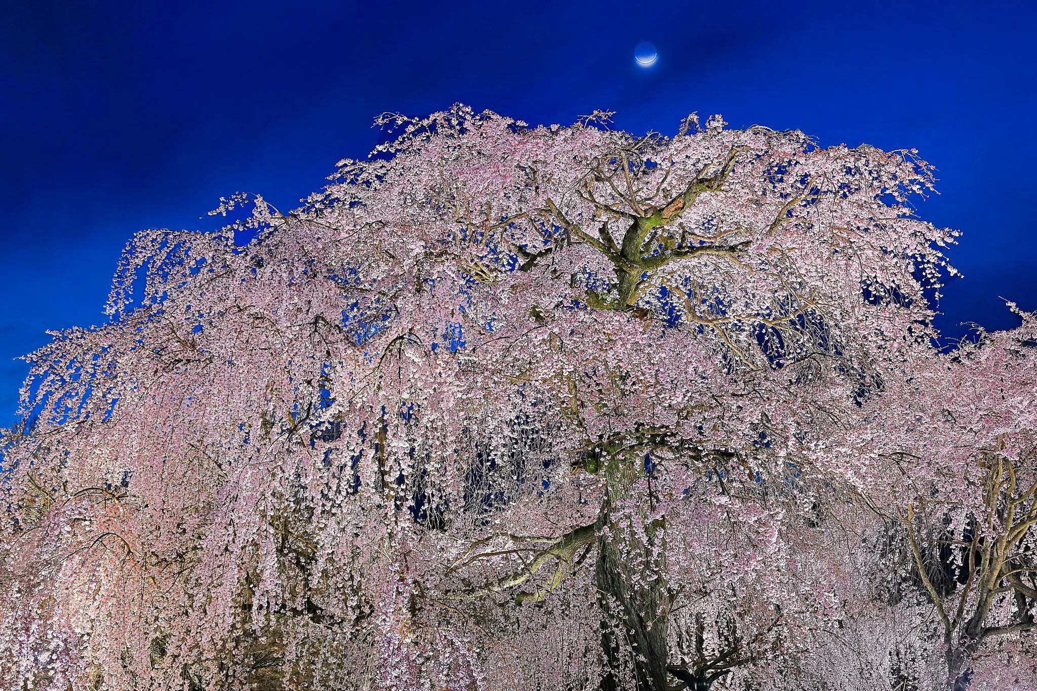 枝垂桜に掛かる三日月 No.0000