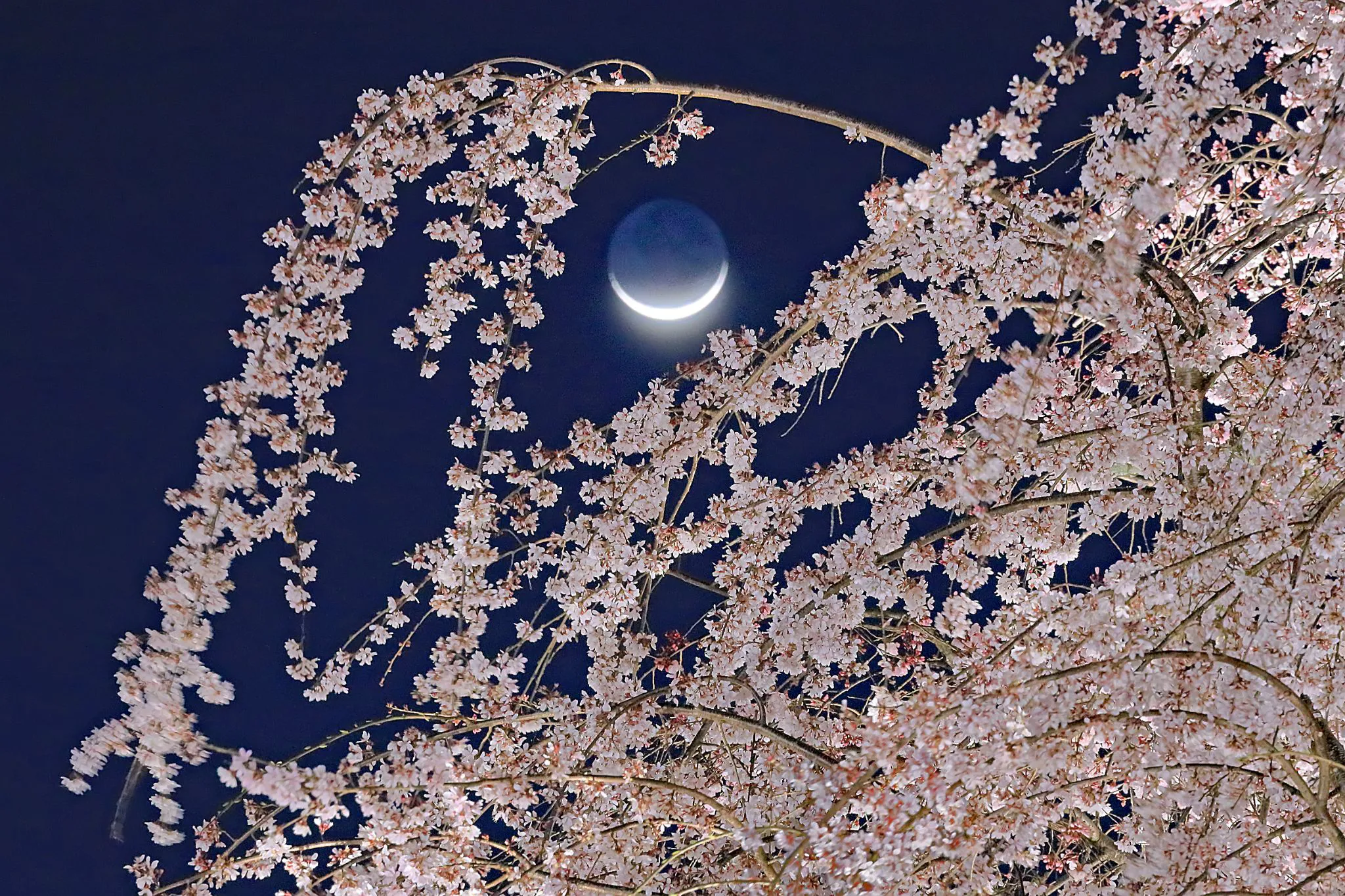 枝垂桜に掛かる三日月 No.0001