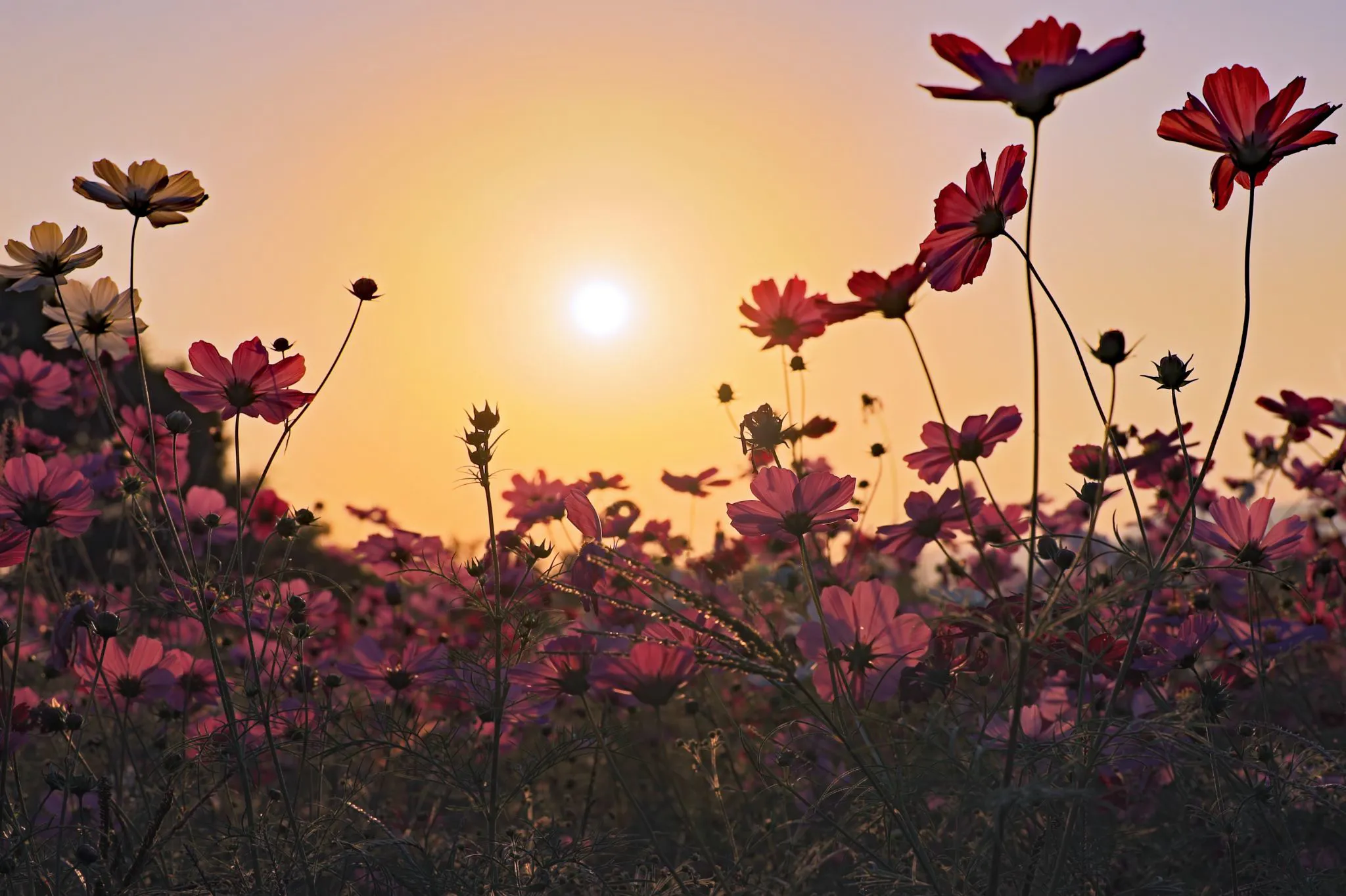 コスモス畑の夕陽 No.0000