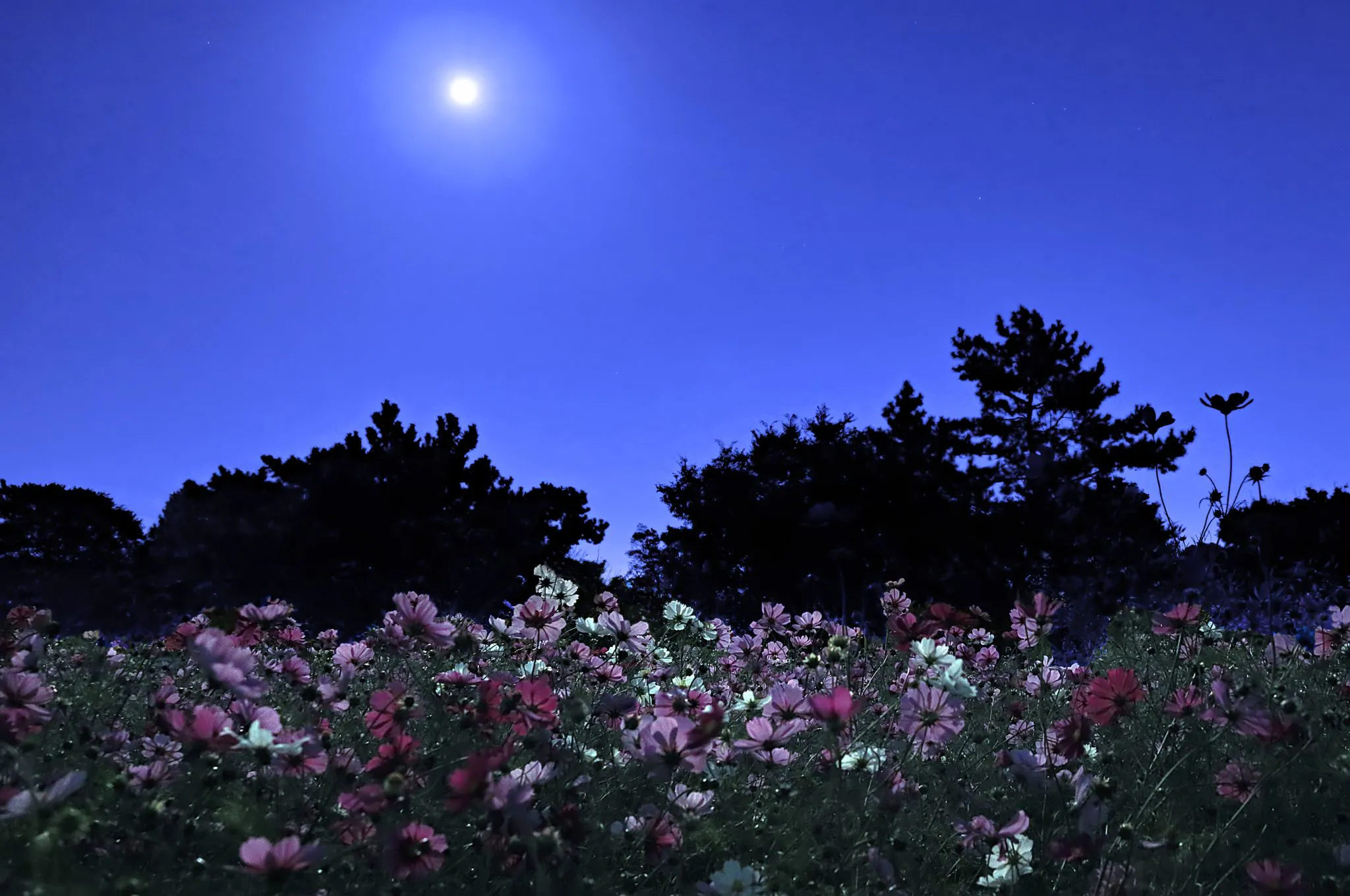 月夜のコスモス畑 No.0000