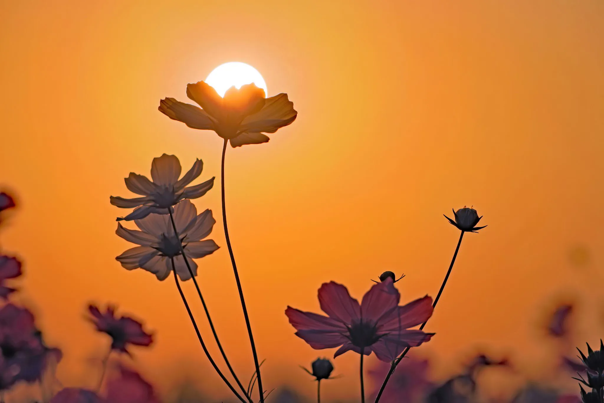 夕陽を頂く秋桜 No.0000