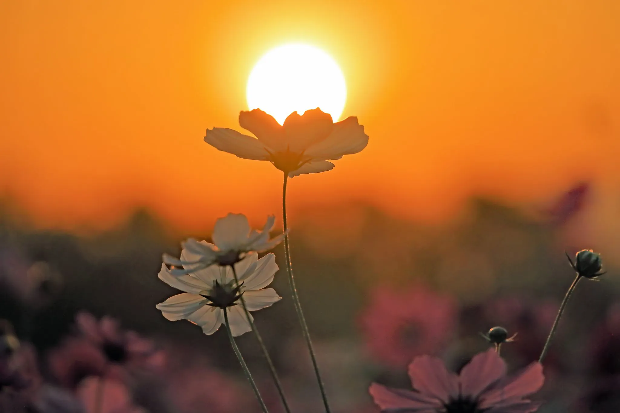 夕陽を頂く秋桜 No.0001