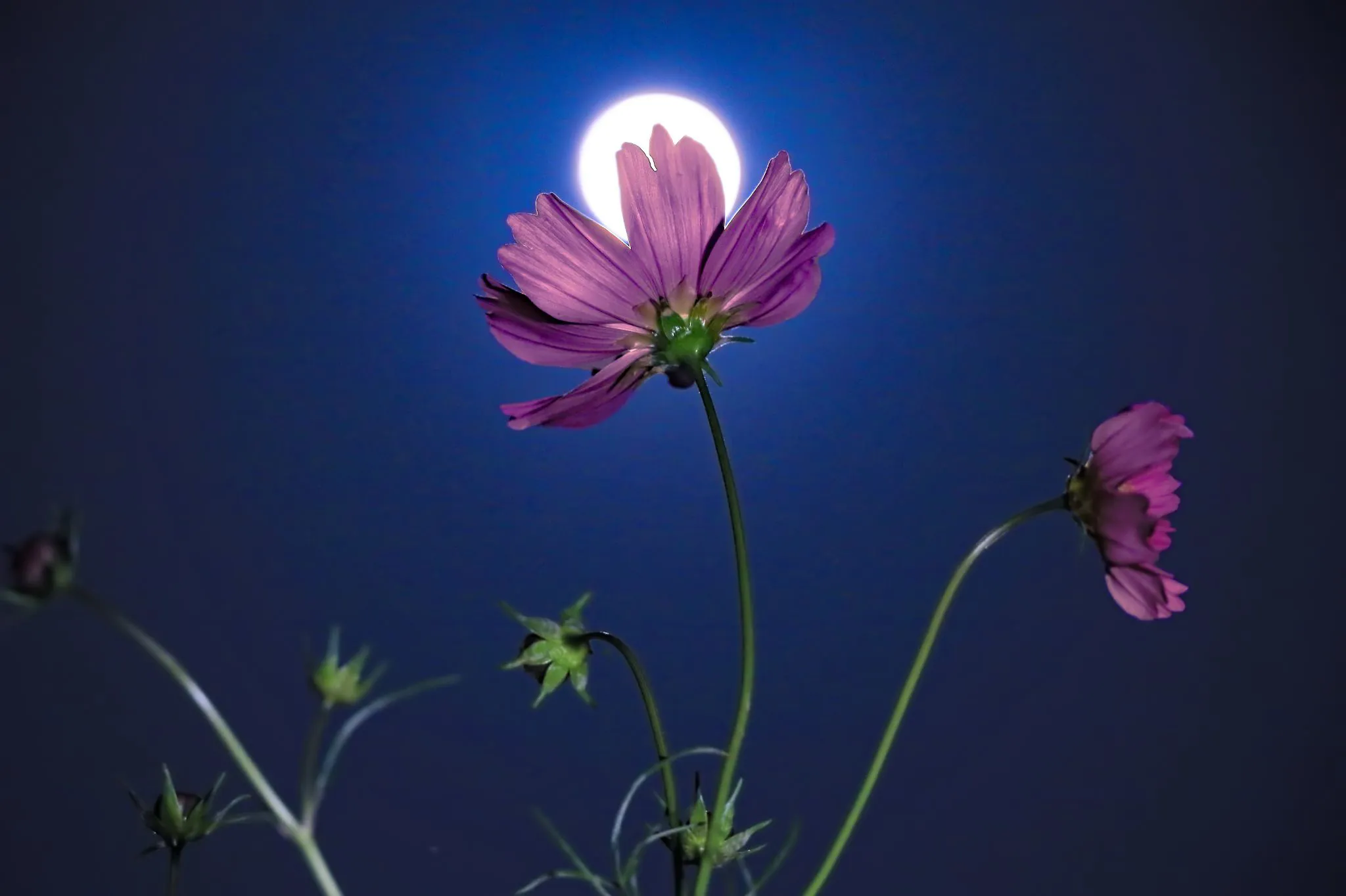 月を頂く秋桜 No.0000