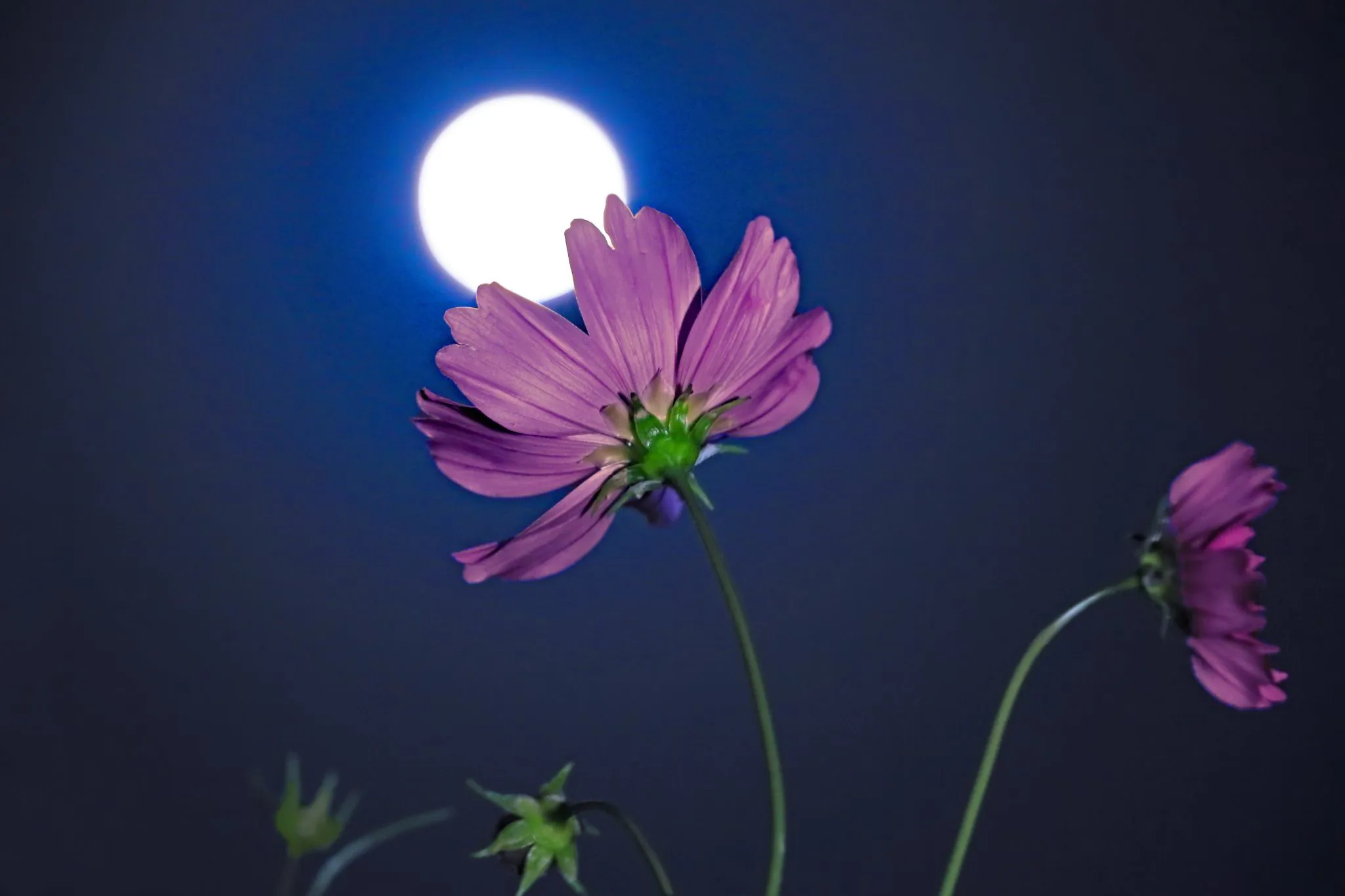 月を頂く秋桜 No.0001