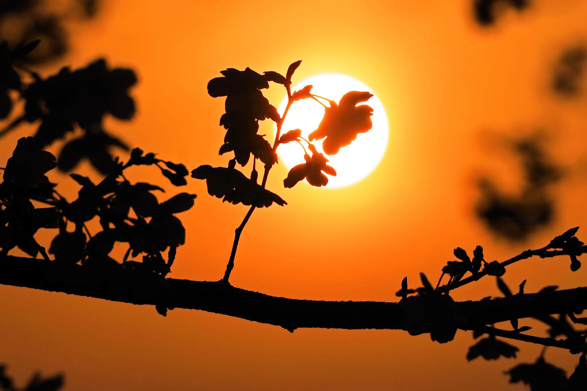 桜越しの夕陽 No.0000