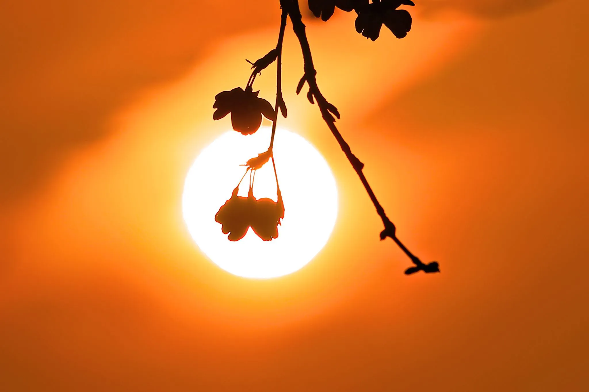 桜越しの夕陽 No.0001