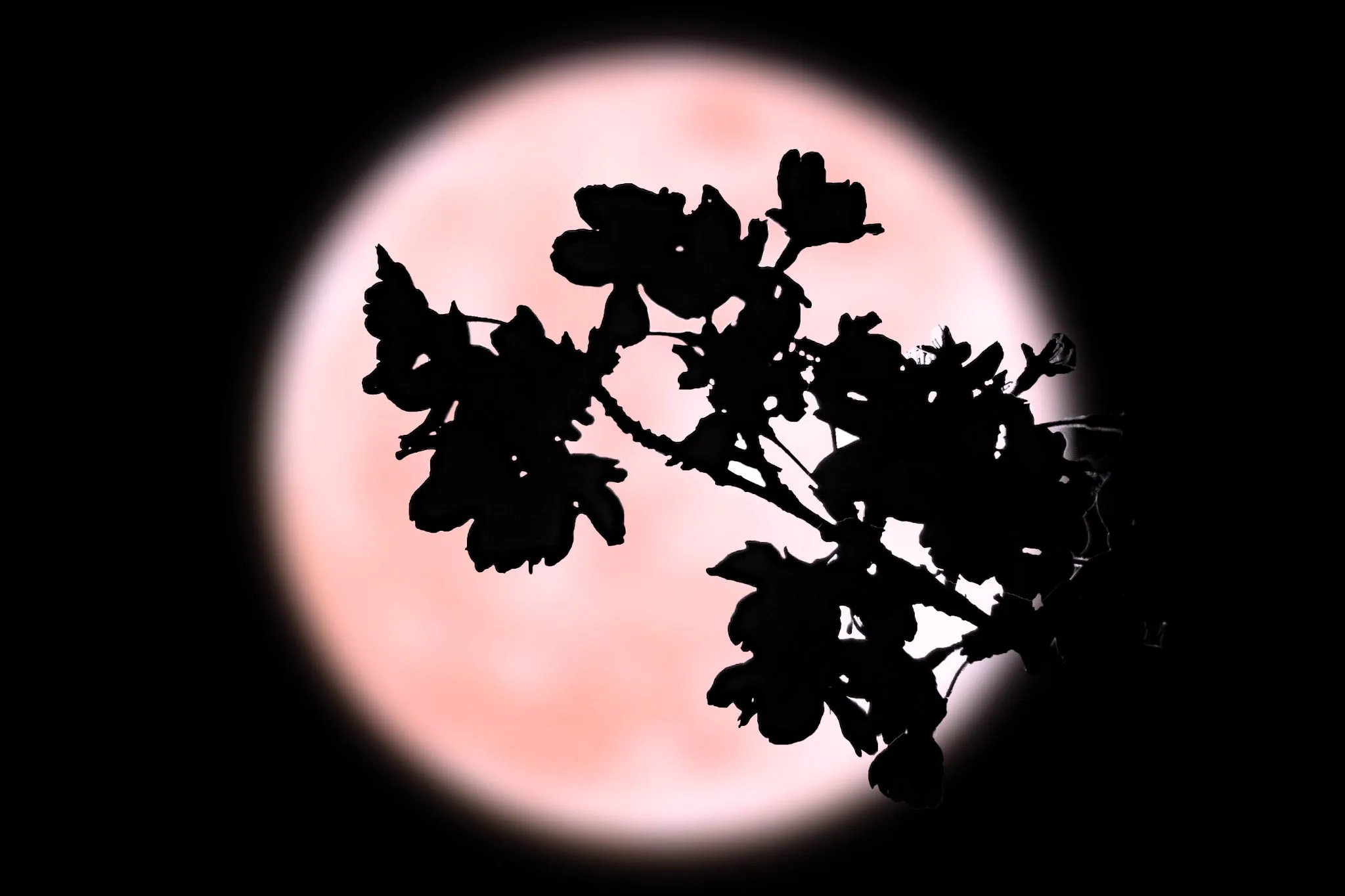桜越しの満月 No.0000