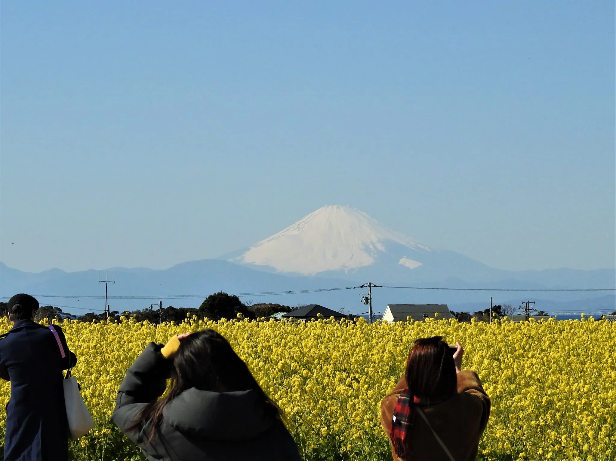 菜の花畑と富士山 No.0000