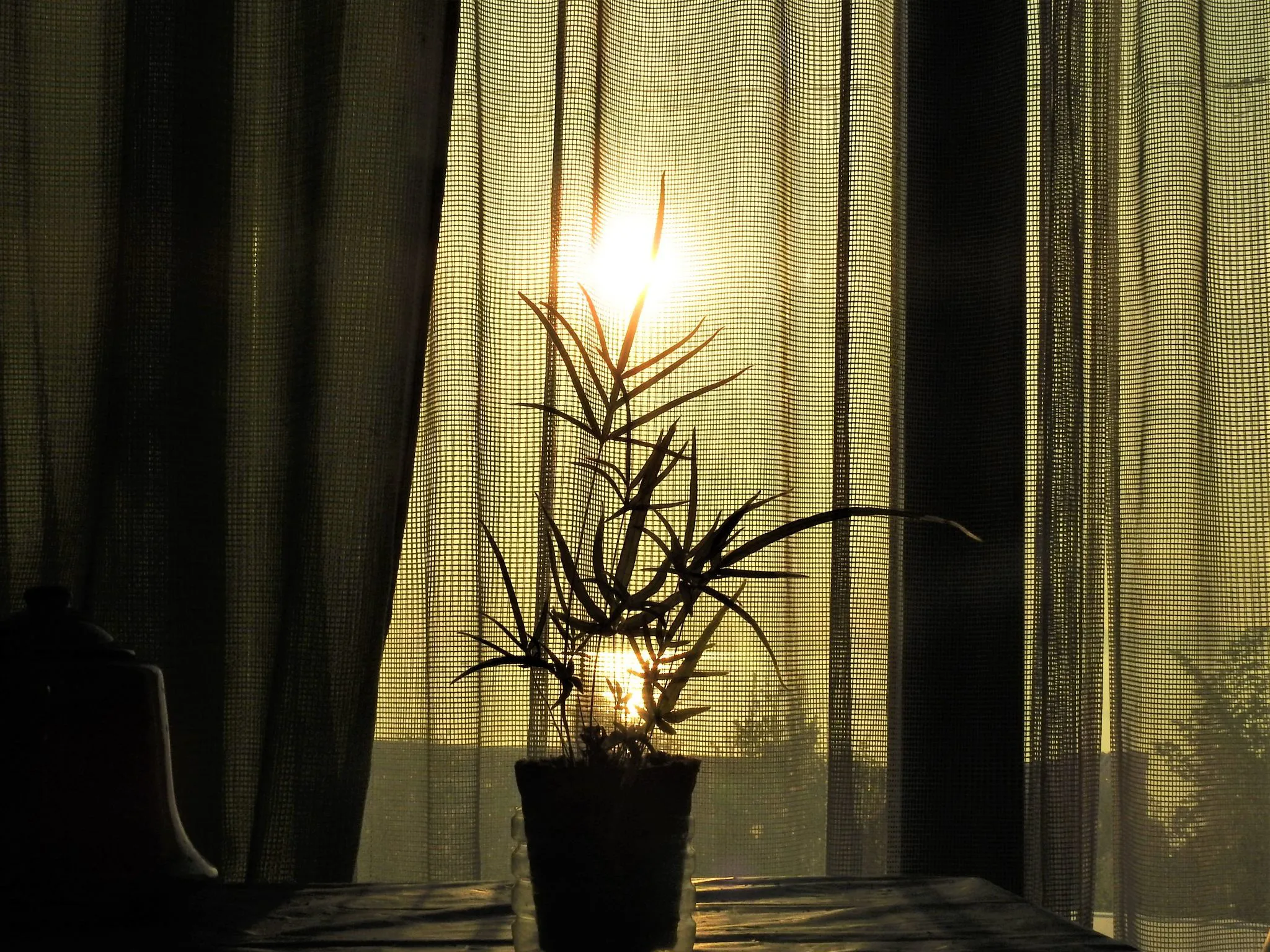 朝日の花の盆栽？？。 No.0000