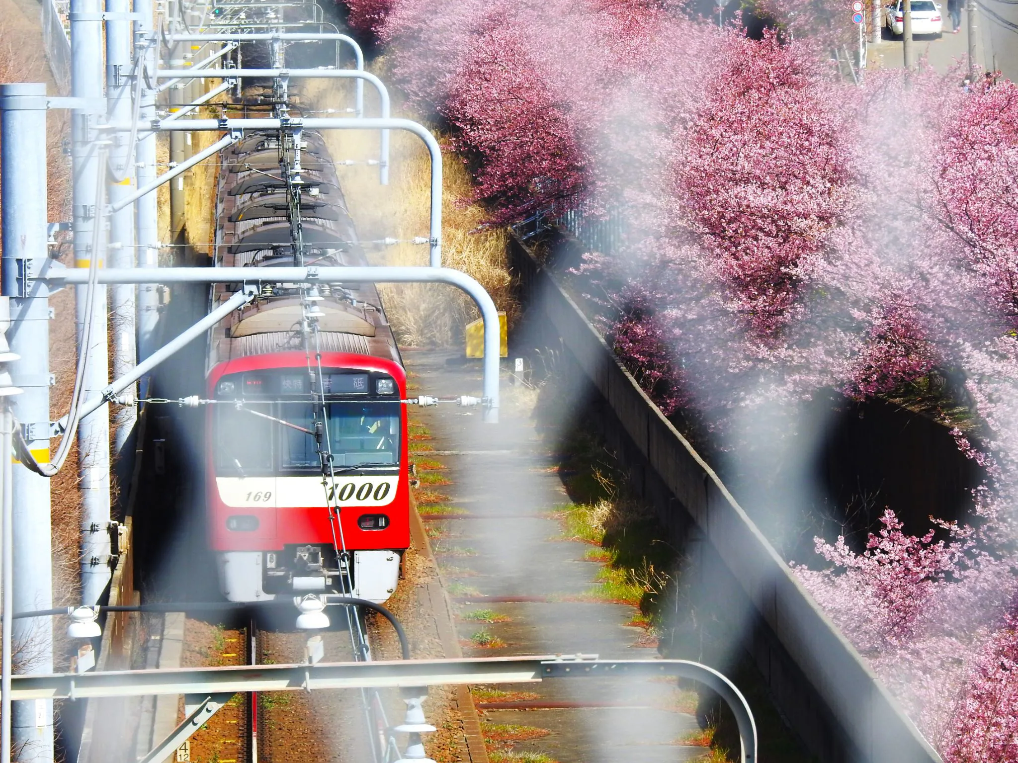 満開の河津桜と京急 No.0000
