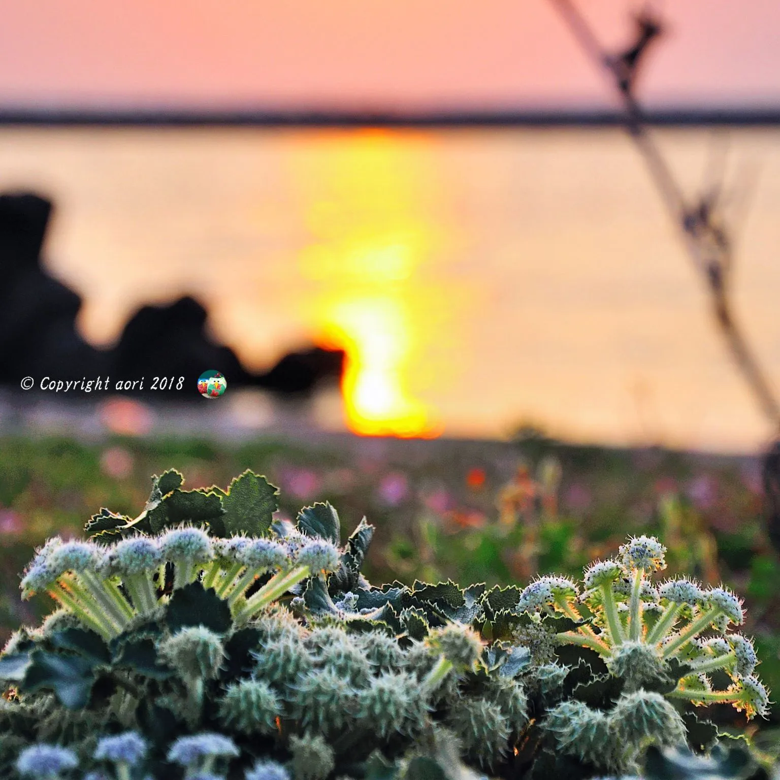 Plants on the beach No.0000
