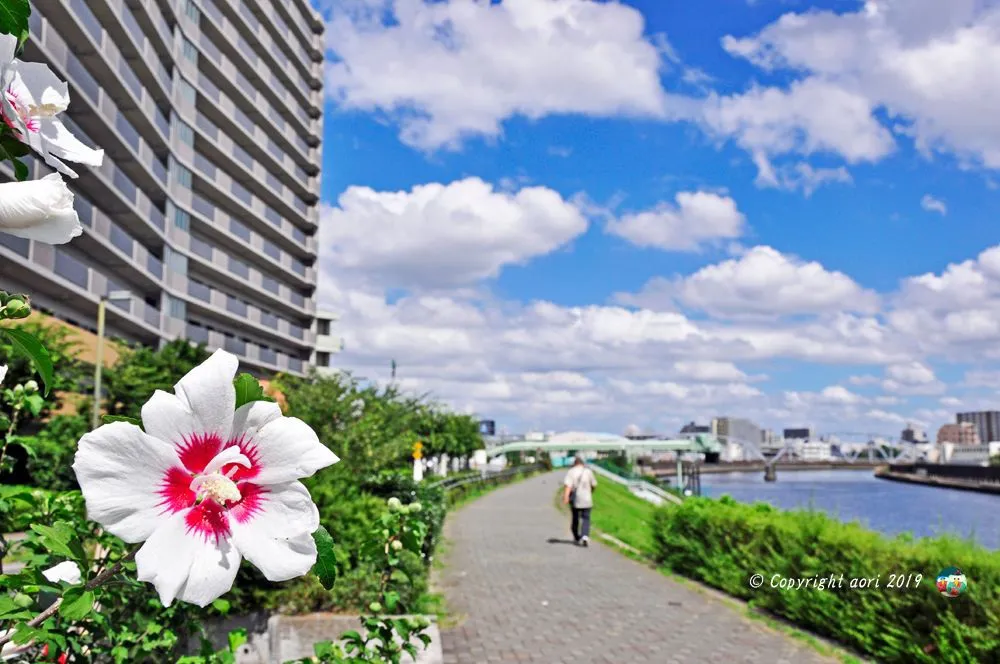 隅田川 暑い日 No.0000