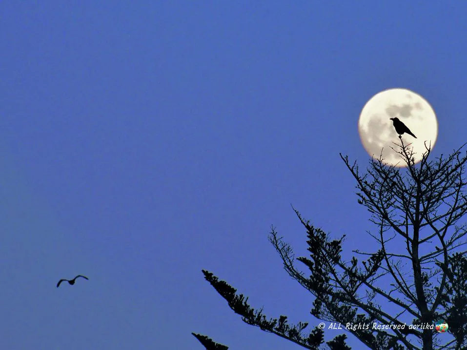 Moon and crows No.0000