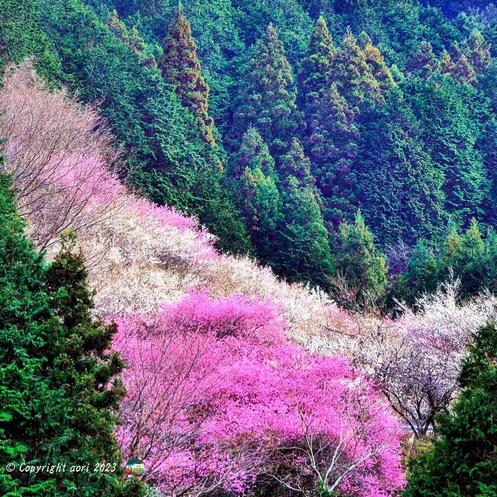Spring rush  天理の梅花 No.0000