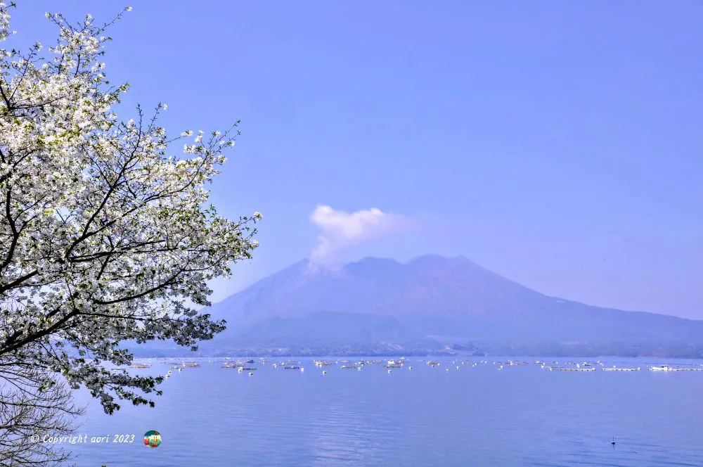 大崎観音よりの桜島 No.0000