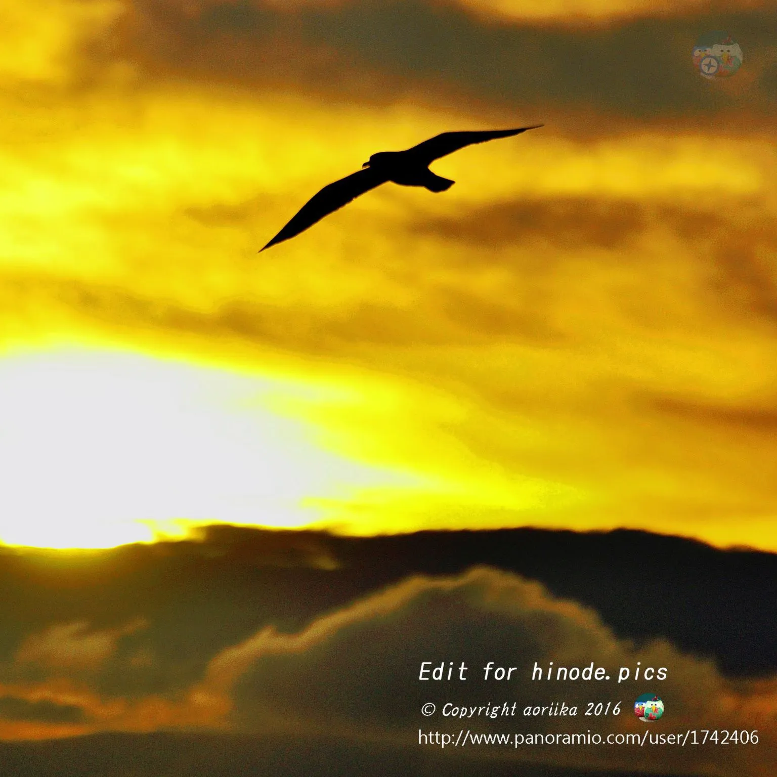 Seagull at sunset No.0000