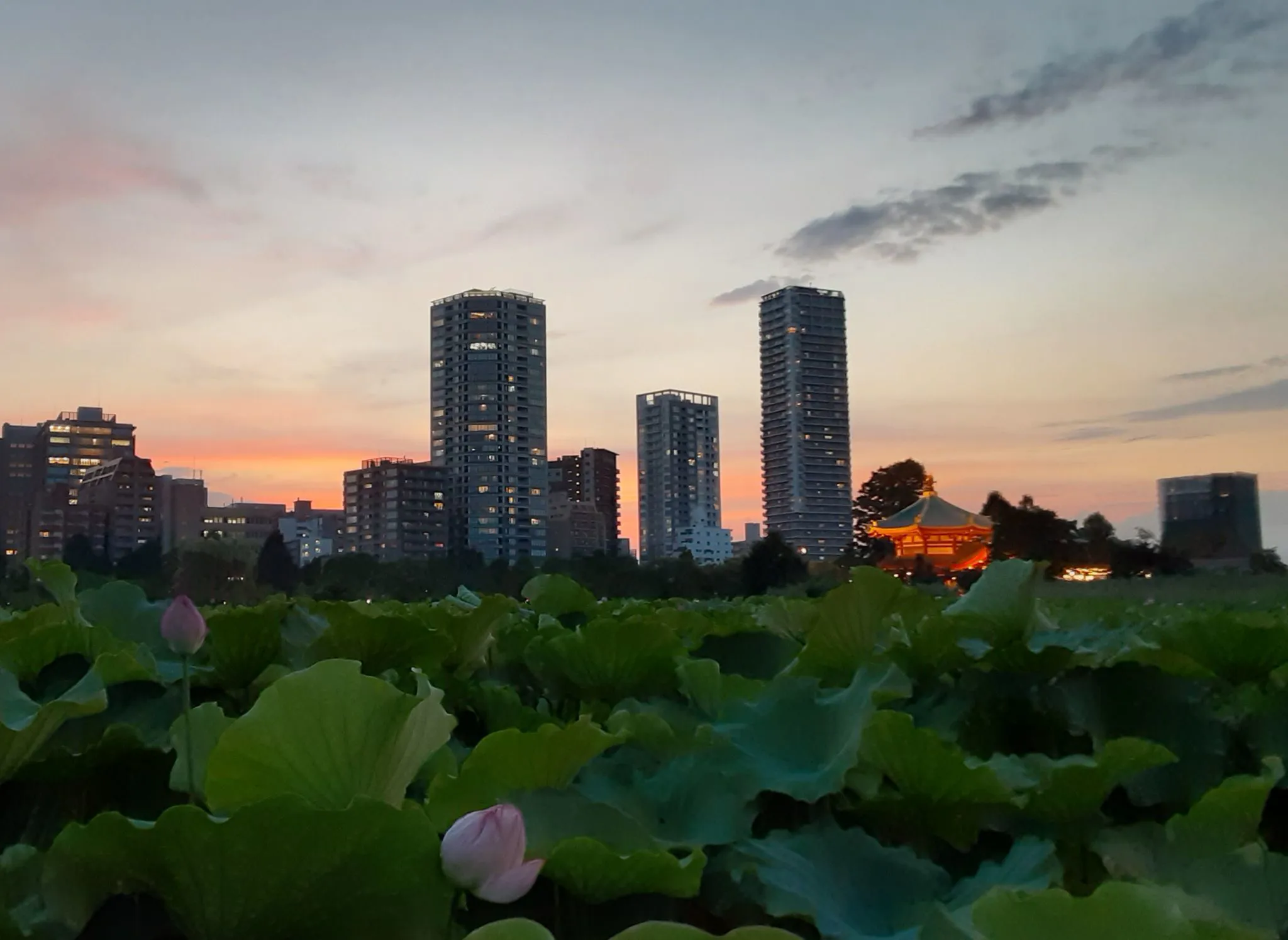 不忍池の夕暮れ No.0000