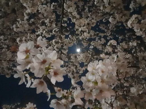 夜桜とお月様 No.0000