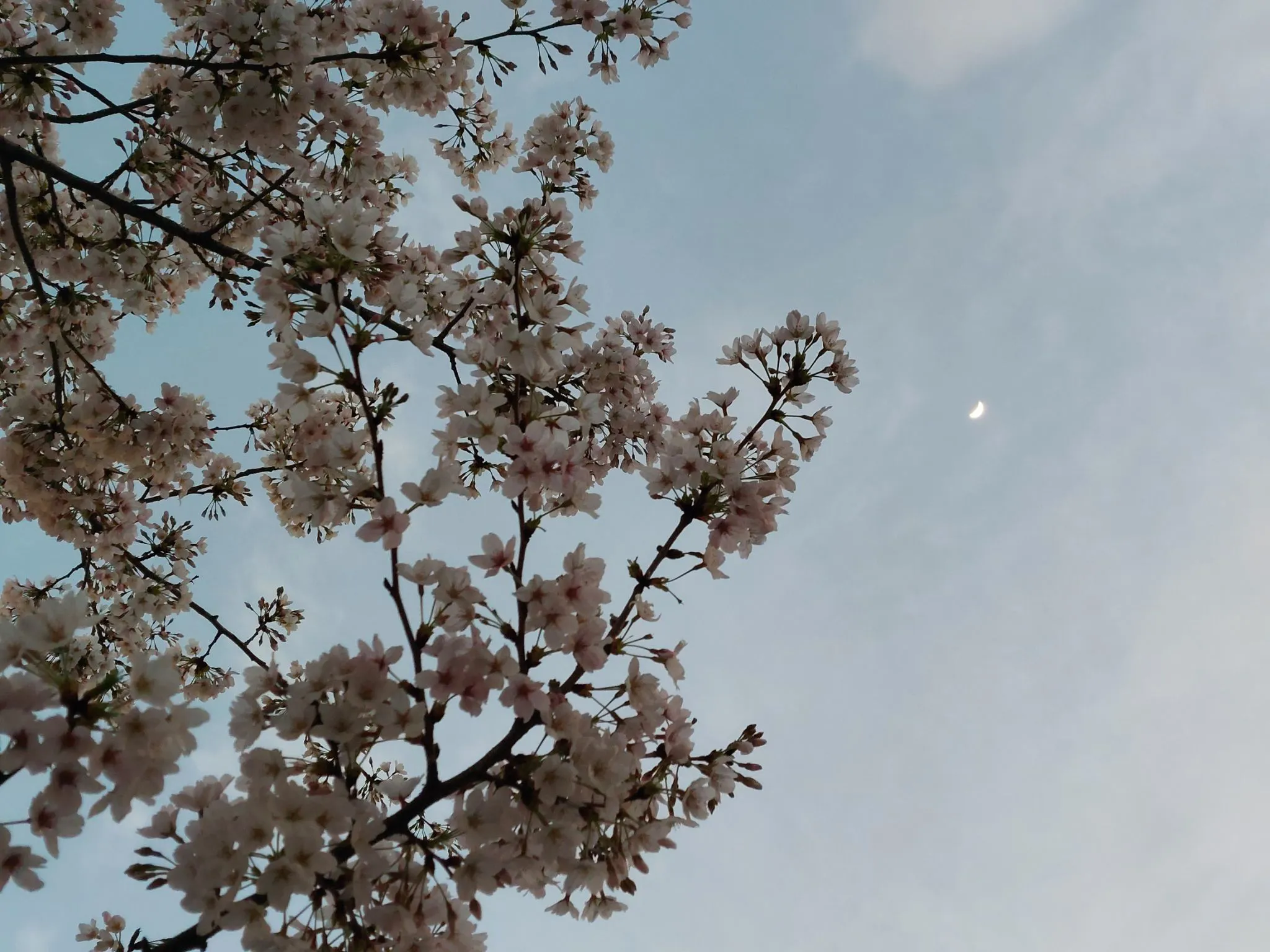花曇りの空に久しぶりのお月様 No.0000